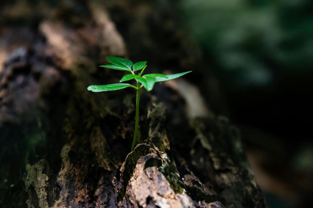A small plant or seedling growing out of a log.