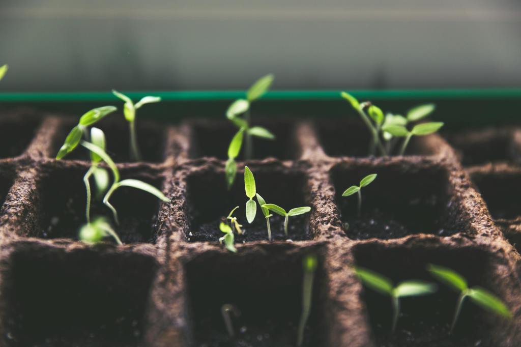A garden of seedlings growing in rows